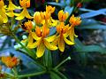 Butterfly Weed
